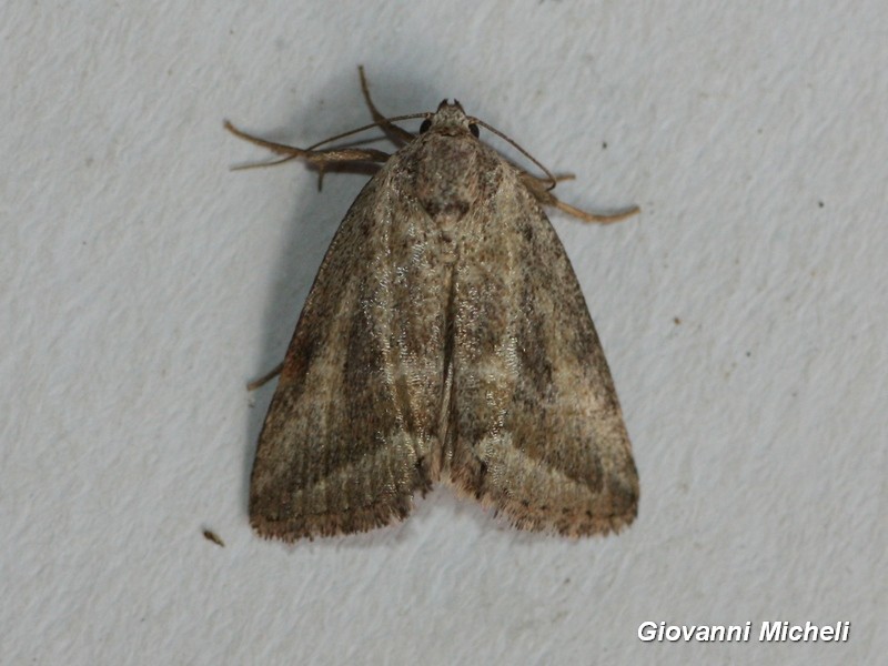 Noctuidae da ID - Phyllophila obliterata